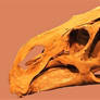 Brachylophosaurus Skull Stock