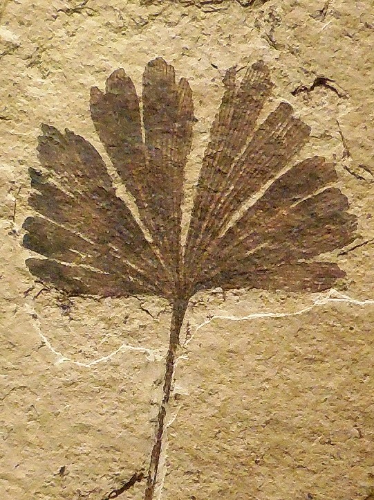 Fossil Ginko Leaf