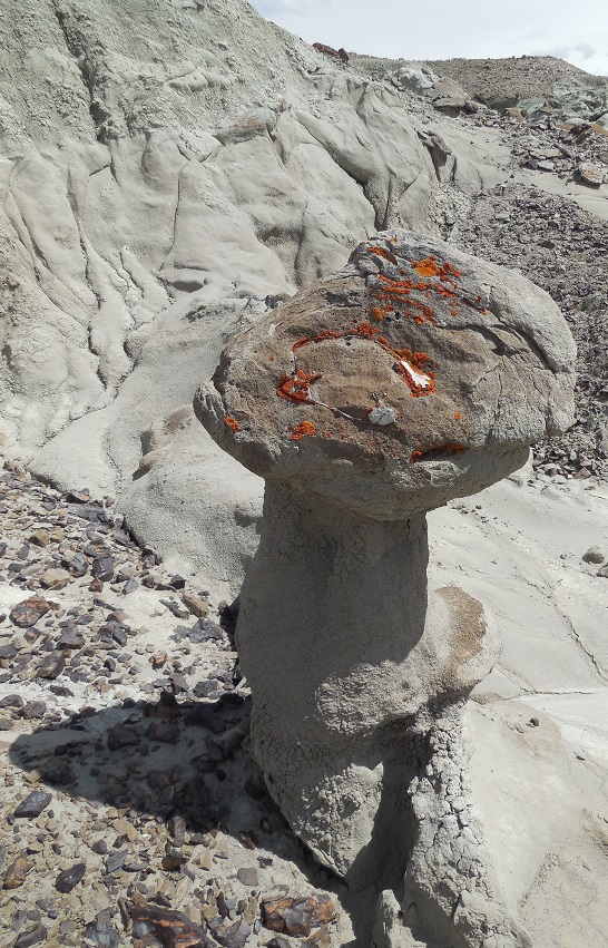 Turtle in a Hoodoo