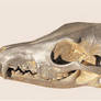 Nickel-Plated Coyote Skull stock