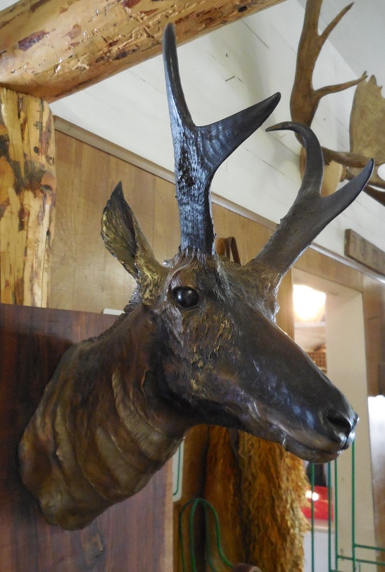 Bronzed Pronghorn Head