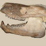 Merycoidodon Skull JODA 10817 Stock