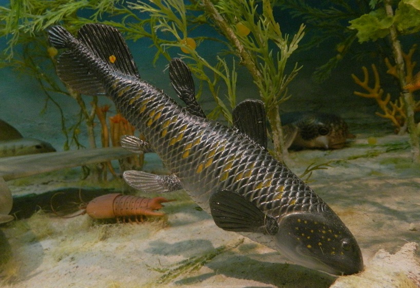 Carboniferous Coelocanth