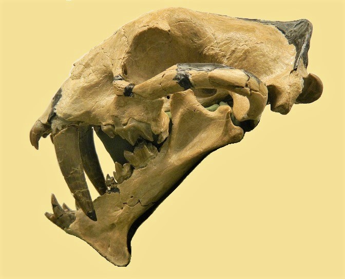 Hoplophoeneus primaevus Skull Stock