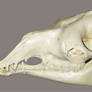Camel Skull Stock