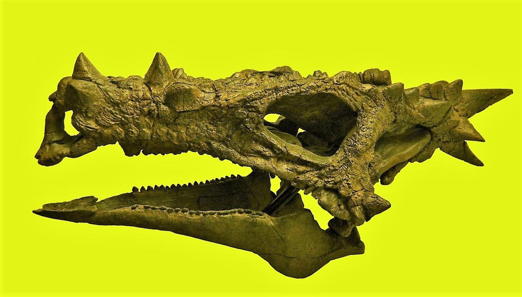 Dracorex Hogwartsia Skull dracorex-hogwartsia-skull
