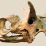 Medusaceratops lokii Skull Stock