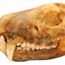 Tasmanian Devil Skull Stock