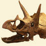 Triceratops Skull stock
