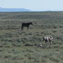 Wild Mustang Herd Wyoming