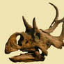 Diabloceratops eatoni Skull Stock