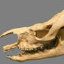Trigonias osborni Skull Stock