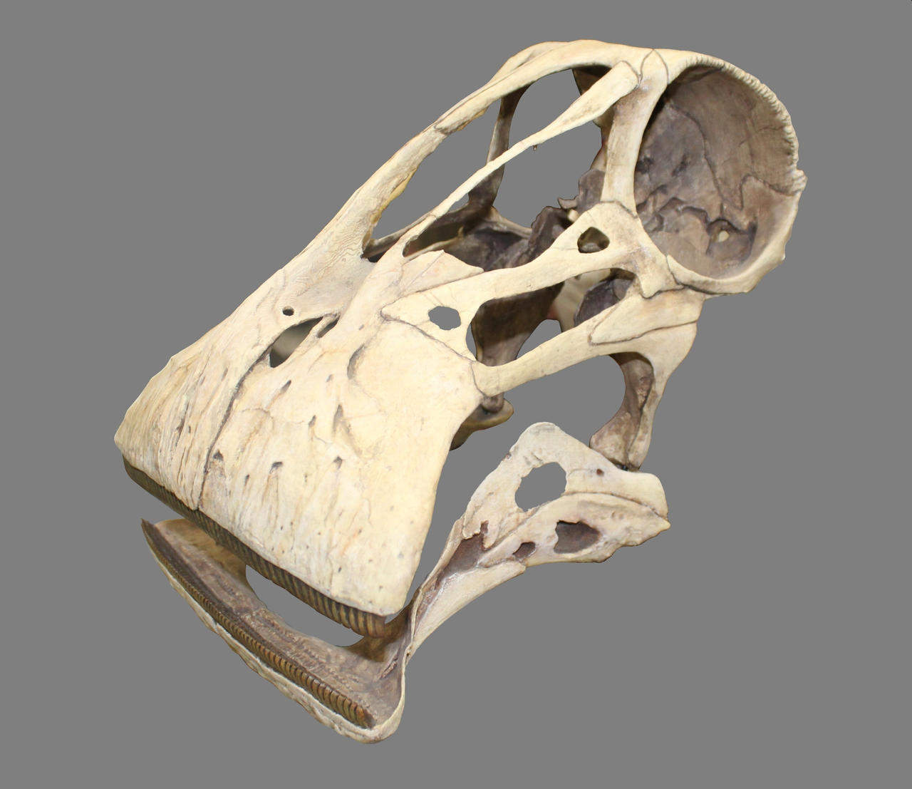 Nigersaurus Taqueti Skull Cast Stock By LEXLOTHOR On DeviantArt nigersaurus-taqueti-skull-cast-stock-by-lexlothor-on-deviantart
