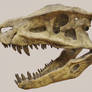 Postosuchus kirkpatricki skull cast stock