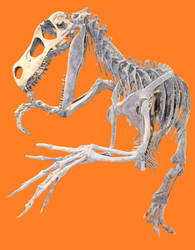 Utahraptor ostrommaysi Skeleton stock