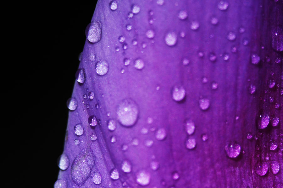 Waterdrops on petals