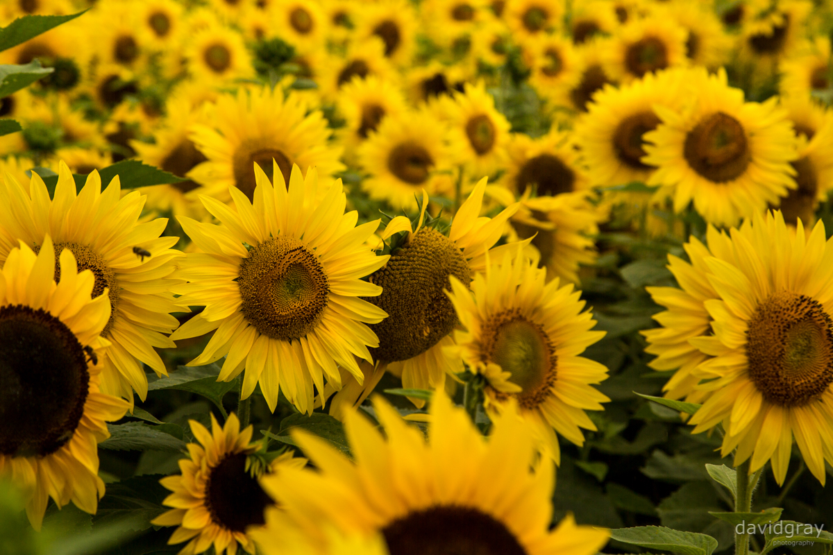 The Sunflowers