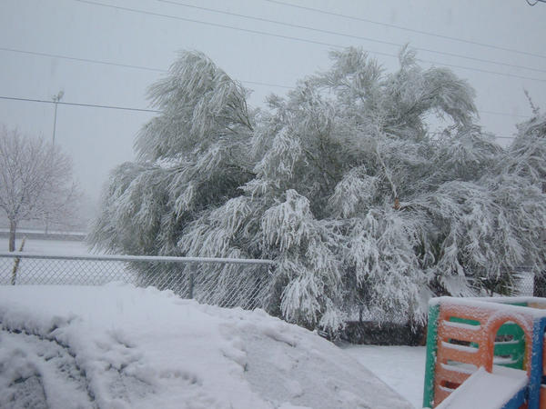 the tree drooping from snow