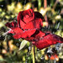 Red Rained on rose