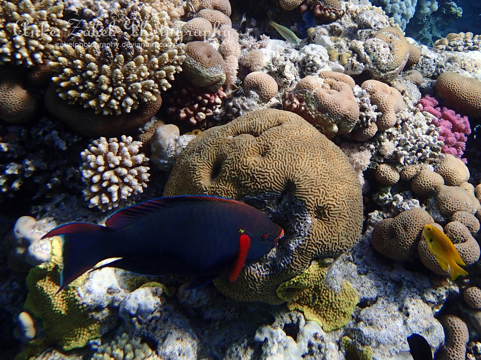 Underwater - Egypt