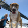 Sookie On a Boat