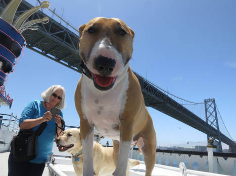 Sookie On a Boat