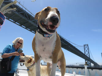 Sookie on a Boat 2