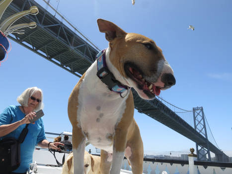 Sookie on a Boat 3