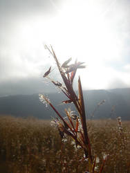 Grass with dew