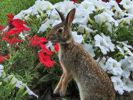 Bunnies love Flowers