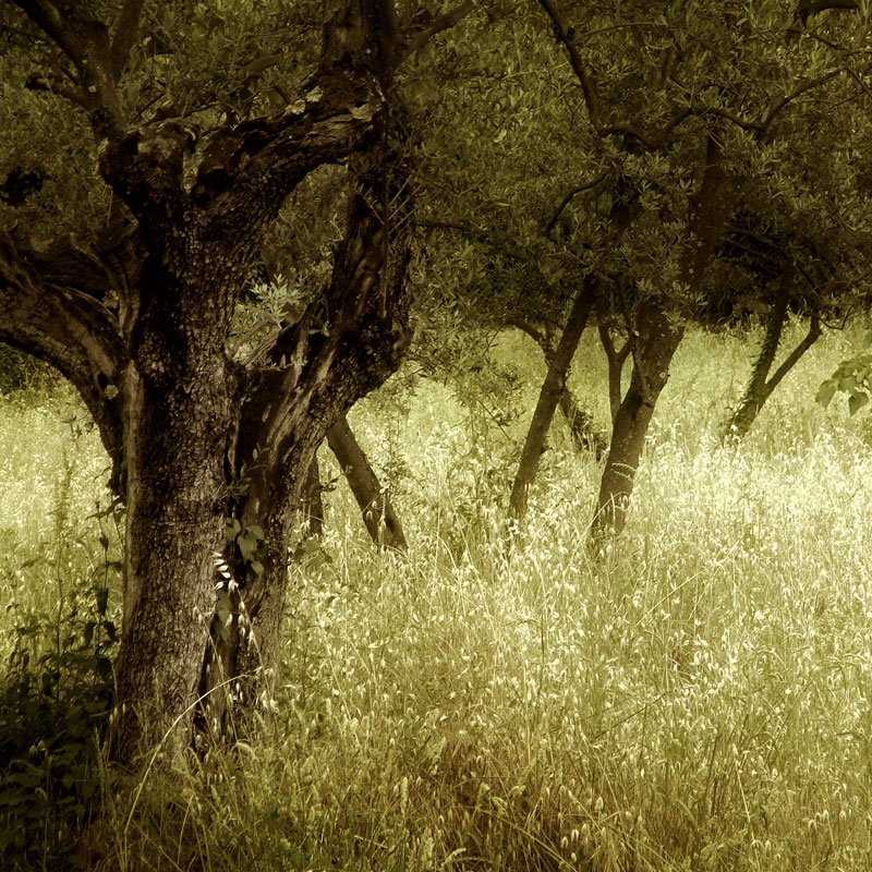 Olive Grove in Fiesole