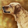 Golden Labrador Painting