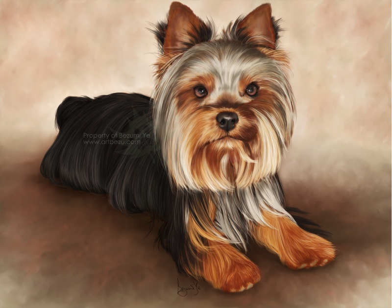 Pocket Yorkie Painting