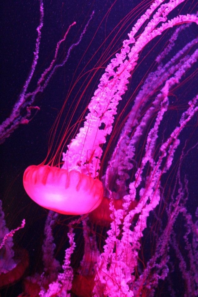 Box Jellyfish