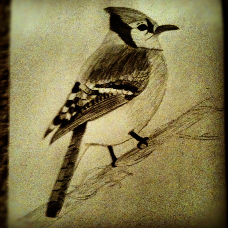 Blue Jay