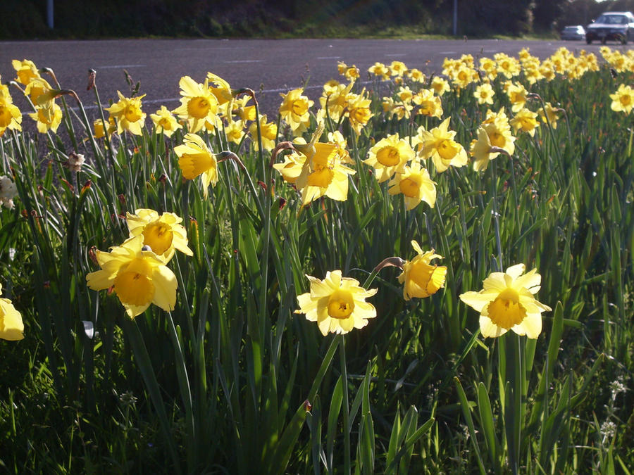 Roadside Spring Roadside Spring by HappyPaws on DeviantArt