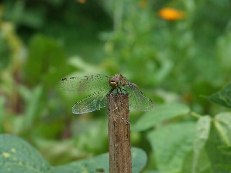 Dragonfly