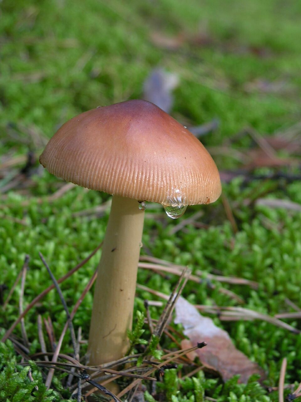 Mushroom after little rain