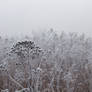 Frost and fog