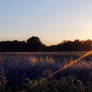 Meadow in the sun