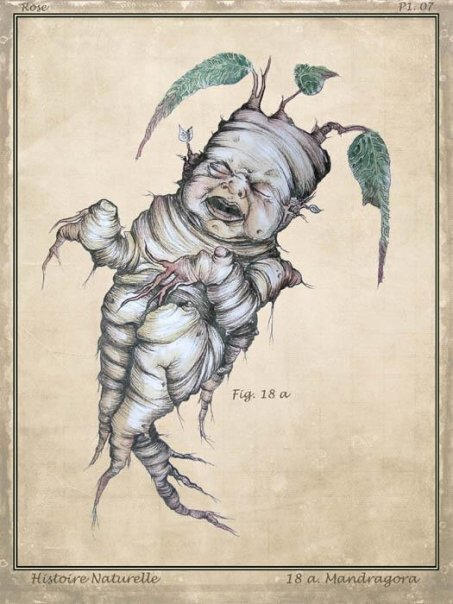 Root Baby By Jennrosefx On Deviantart Root Baby By Jennrosefx On Deviantart