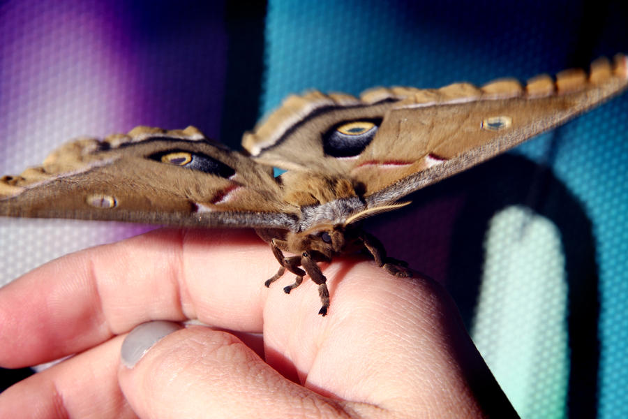 Moth in Hand