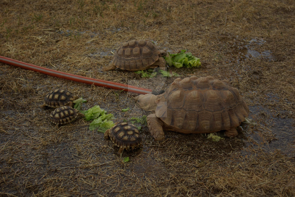 Turtle Farn turtle farm by crazzynative on DeviantArt