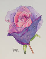 Colored Pencil Drawing Rose on Watercolor Pad
