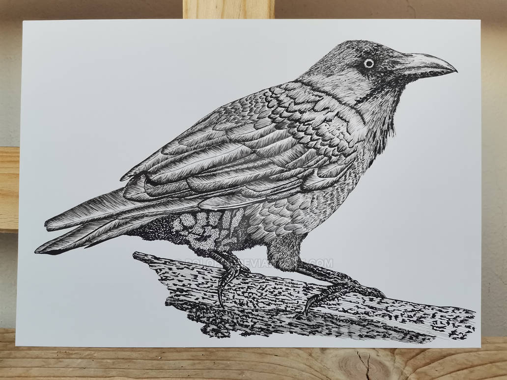 Raven Ink Drawing Illustration by Roloffs on DeviantArt