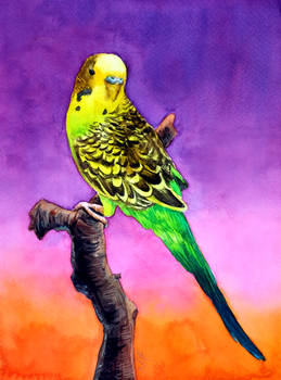 Commission: Jackie the Budgie