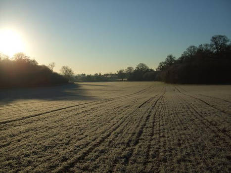 frosty field