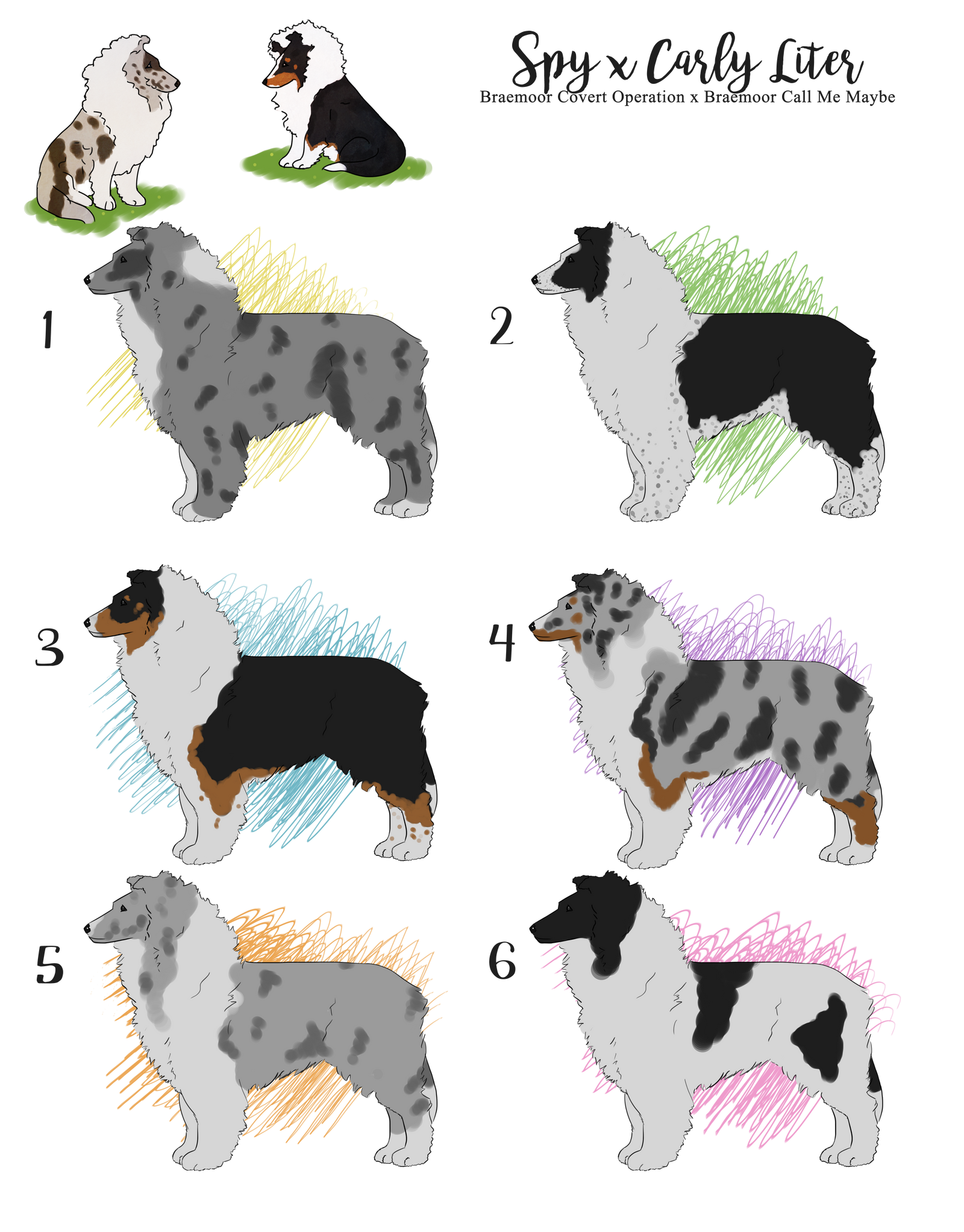 Southern sales belle shelties