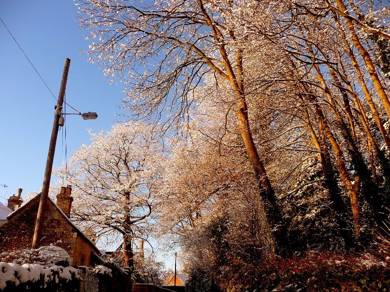 golden frosted trees