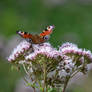 Peacock Butterfly